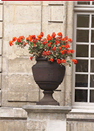 paris red flower