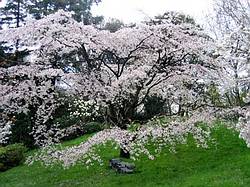 jardin_