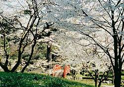 jardin_albert_kahn_cherry2
