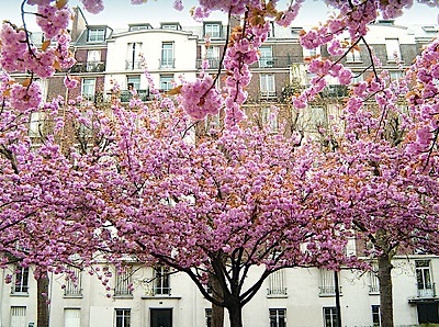 paris_street_cherry_tree