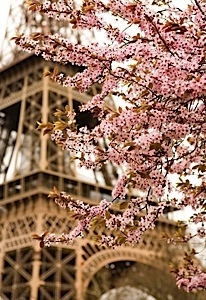 eiffel_tower_cherry_blossums