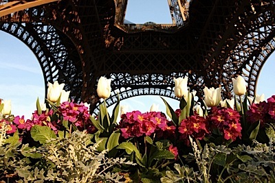 eiffel_tower_under_tulips