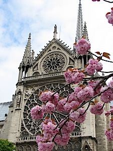 notre_dame_cherry_blossums