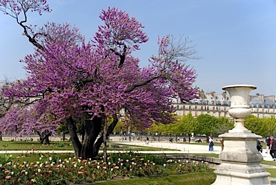 tulieries_garden_cherry_tree